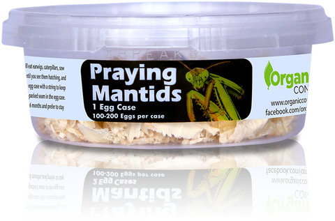 Orcon PRAYING MANTIDS Pre-Paid Certificate (2 Egg Masses) - Case of 5