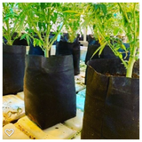 GroEzy - 1.5 Gallon Expandable Pot (Without Drain Holes)