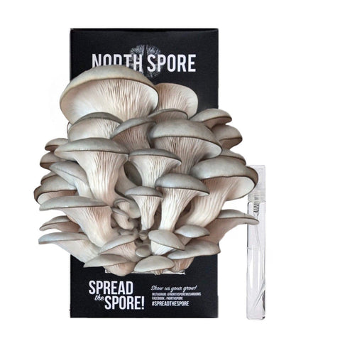 North Spore Organic Blue Oyster ‘Spray & Grow’ Mushroom Growing Kit - Case of 12 Unit