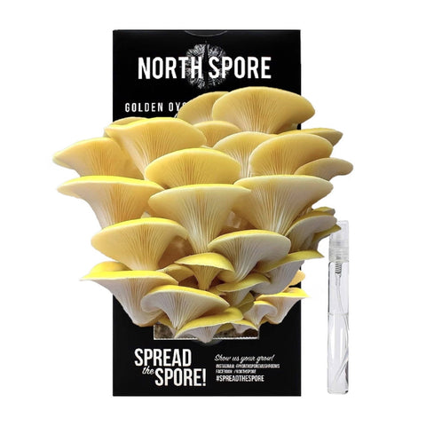 North Spore Organic Golden Oyster ‘Spray & Grow’ Mushroom Growing Kit - Case of 12