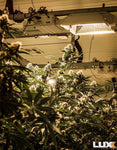 closeup-cannabis-plant-with-luxx-lighting-fixture