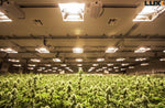 large-grow-room-with-luxx-1000-de