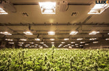 large-grow-room-with-luxx-1000-de