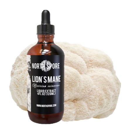 North Spore Lion's Mane Mushroom Tincture - 4 oz - Case of 8